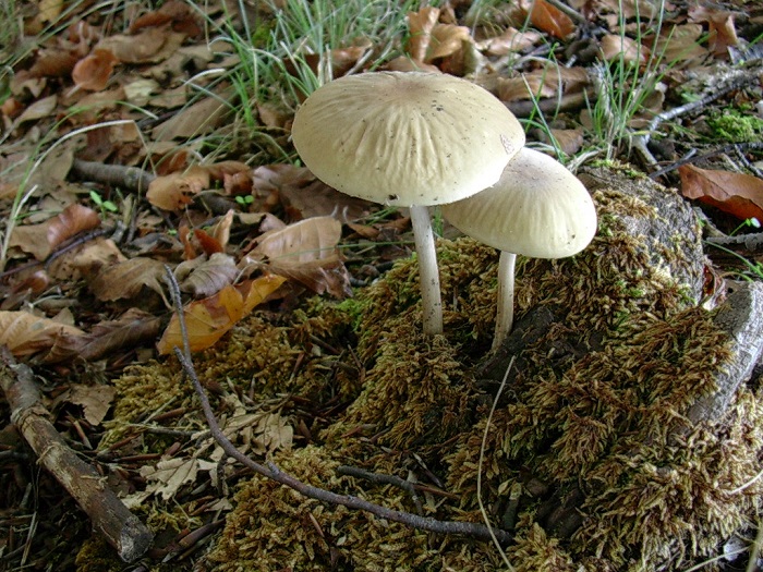 807 Ottobre vecchio ritrovamento